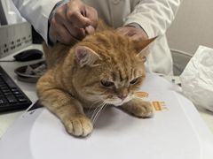 -瑞鹏宠物医院·骨科·猫科·内科(第一中心)