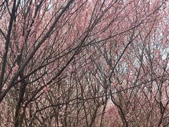 -蜀冈西峰生态公园