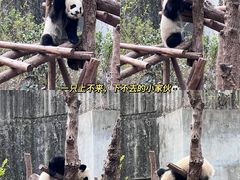 -成都大熊猫繁育研究基地