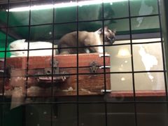 -猫咪博物馆(顶澳仔猫街店)