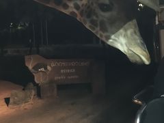 -清迈夜间动物园