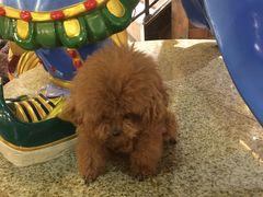 -more than meow吴止猫主题餐厅(承德 中船汇店)