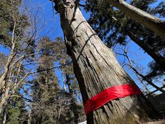 -天目山大树王景区