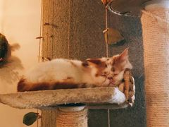 -共舞时光猫咖·狗咖(新街口店)