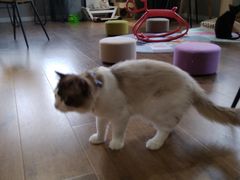 -东方名猫馆·英短金渐层布偶猫舍(环线广场1号楼店)