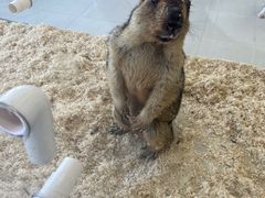 -怪兽屋·羊驼·猫咖·狗咖(俊华广场店)