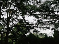 -八大关景区