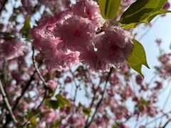 -南汇桃花村