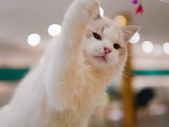 -飞行喵MR PILOT|猫舍·猫咖(静安大融城店)