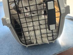 -博特宠物医院24h犬猫全科.骨科·异宠