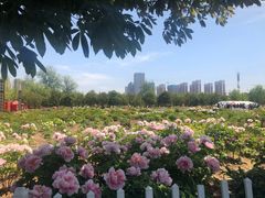 -曹州牡丹园