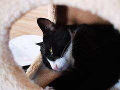 -猫的茶·猫咖