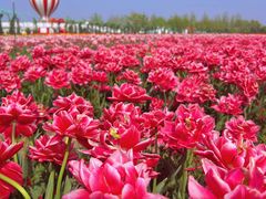 -荷兰花海