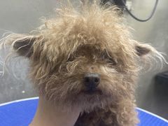 -PETKIT小佩宠物·低压洗护(国顺东路店)