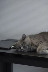 点击看大图 -飛凡TATTOO纹身•原创