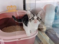 -糯米喵星人总部直营旗舰店·猫舍·幼猫出售