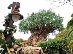 -奥兰多迪士尼动物王国乐园