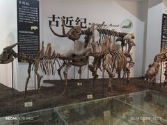 -烟台自然博物馆