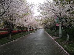-高东镇樱花园