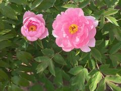-黑龙江省森林植物园