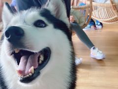 -Husky Go! 哈士奇体验馆·宠物咖啡厅狗咖