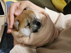 -逗柴咖啡屋·狗咖猫咖宠物桌游