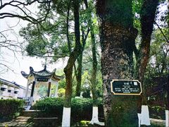 -江心屿景区