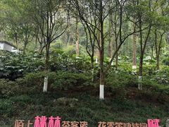-重庆彩云湖湿地公园