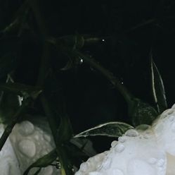 -凡碧诗毛孔收细