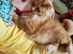 -纳吉亚猫专科动物诊疗中心(蒋宅口分院)