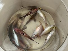 -小猫钓鱼海钓俱乐部(椰梦长廊店)