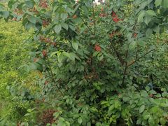 -樱桃山旅游景区