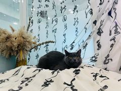 -爱洗澡的猫(望京店)