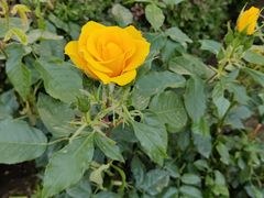 -王府井步行街