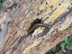 -大觉寺-停车场