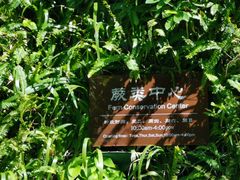 -深圳仙湖植物园