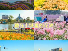 -荷兰花海