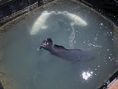 -蓝湾碧波·老字号·疍家非遗海上餐厅