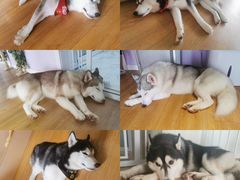 -Husky Go! 哈士奇体验馆·宠物咖啡厅狗咖
