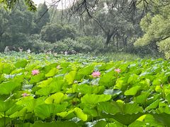 -北陵公园