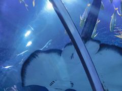 -芜湖新华联大白鲸海洋公园