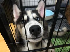 -翊宠yipet猫狗购宠庄园犬舍•猫舍