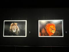 -罗红摄影艺术馆