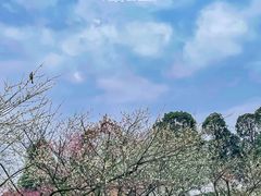 -秀丽东方