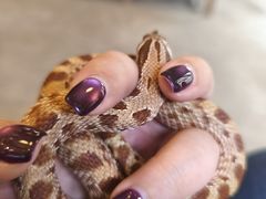 -吉丁鸟咖·异宠·寄养