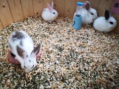 -海合安武汉极地海洋公园