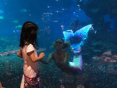 -海棠湾洲际-涛·海底餐厅·美人鱼·自助餐·海底隧道