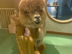 -藦茜花园宠物主题亲子互动体验馆(国顺东路店)
