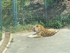 -大连森林动物园