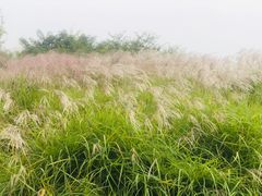 -九里河湿地公园